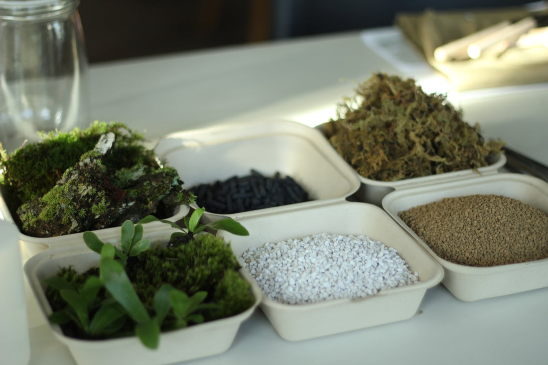 a table topped with trays filled with different types of plants