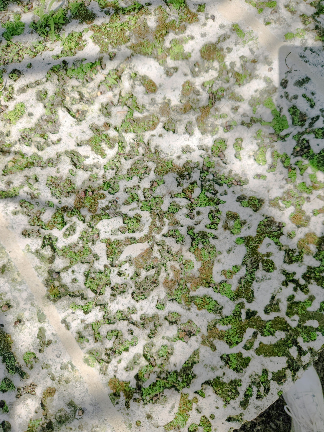 A patch of grass covered in snow next to a tree